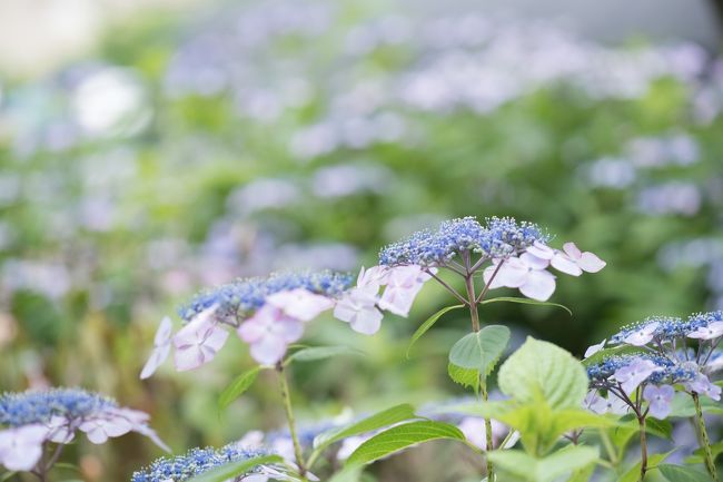 ５月は時間が取れずに、なかなか撮影に行くことができませんでした。おかげで薔薇の撮影をスキップしてしまいました。<br />今日は、入ったばかりの梅雨の合間に地元愛知県稲沢市の性海寺を訪れました。ここは、様々なあじさいと古刹を見ることができます。<br /><br />性海寺は、弘仁年間（810年～924年）空海によって愛染明王を本尊として創建されたと伝えられています。<br /><br />近隣の紫陽花の撮影場所では、私が一番好きなところです。午前中は快晴だったのですが、私が出かけた夕方には雲行きが怪しくなっていました。紫陽花は雨が似合うので、いっそ雨が振ってくれた方が良かったのかもしれません。<br /><br />