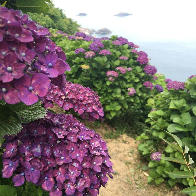 紫陽花と海のコラボレーションが楽しめると聞いて、梅雨の晴れ間に遠見半島の桃源郷岬へ車で行ってきました。離合の難しい舗装されていない道路もありましたが、警備員さんもいらっしゃって、駐車場も広く問題はなかったです。<br />紫陽花は終盤だったのか広場は残念な感じでしたが、海辺の方は楽しめました。いろんな種類の紫陽花やジャカランダの花もあり、ホトトギスの鳴き声がすぐそばで聞けるなど癒される時間を過ごせました。