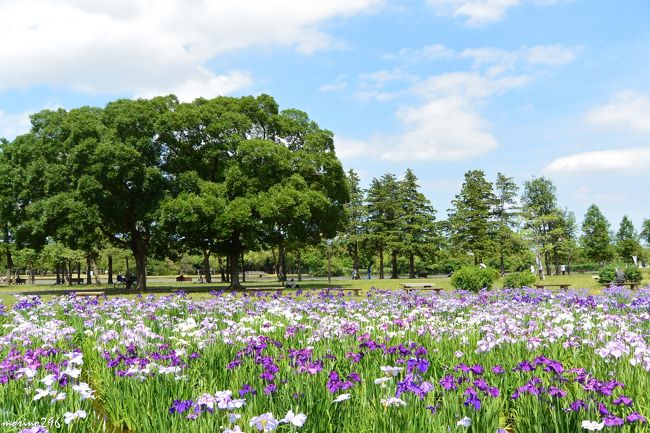 都内でも最大規模の約１００種類・１万４千株の菖蒲が楽しめる水元公園へ行ってきました。<br />葛飾菖蒲まつりが、水元公園と堀切菖蒲園の２ヶ所で５月３０日～６月１８日まで開催されています。<br /><br />花菖蒲を楽しんだ後は、短時間でしたが上野の国立科学博物館の日本館（国重要文化財）を見学して帰りました。