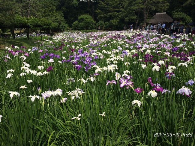 花菖蒲まつり<br /><br />投稿するつもりがなかったのでたいした写真ではありませんが。。