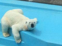 初釧路★釧路湿原に行きたくて (2)山花温泉リフレと釧路市動物園で癒された後は、釧路グルメを食べまくり