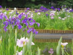 北山公園の「東村山 菖蒲まつり」へ♪