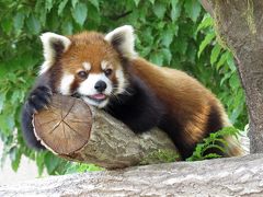 初夏のレッサーパンダ紀行【３】 王子動物園＆天王寺動物園　今年は少な目なのかな？ 気になる今年のお籠り状況・・・ご近所の王子と天王寺を訪問しました