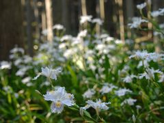 シャガの群生地へ～後編。