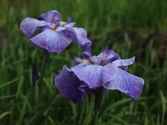 旅するイルカ♪　馬見丘陵公園、山田池公園　花菖蒲撮影へ