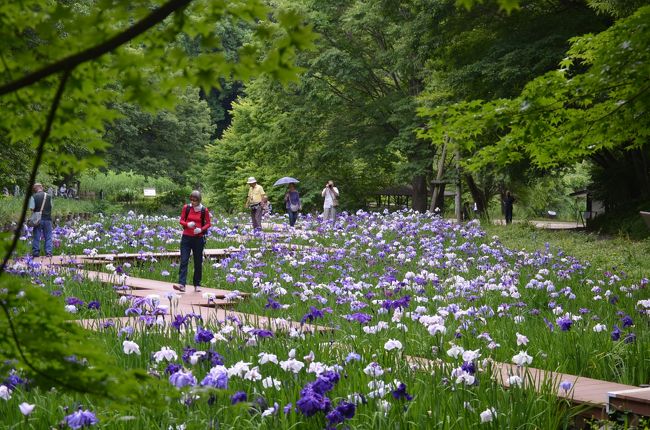 花菖蒲めぐり　横浜四季の森公園、都立水元公園