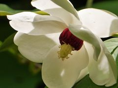 初夏の六甲高山植物園