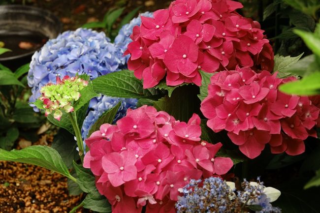 紫陽花の季節到来、　今日は年休を取得し、いざ鎌倉へ出発した。　紫陽花と言ったらやはり長谷寺でしょう、　ここは混むことでも有名なので朝一の新幹線に乗り9時前には長谷寺に到着、　この時点では紫陽花コースのスタート地点には普通に階段を登れます、　とりあえず満喫し元の場所まで来ると10mほど列ができていた、　やっぱり早めに来ることはいいね。今年こそは北鎌倉周辺を巡る予定だったがやはり行けず、　次回は巡るコースを考えていきます。