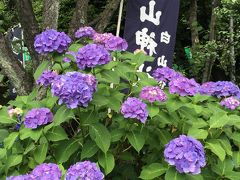 紫陽花咲く白山神社