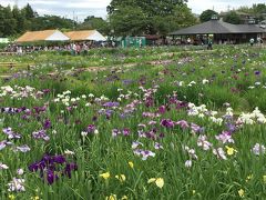 菖蒲祭りの北山公園と付近をゆったり散歩