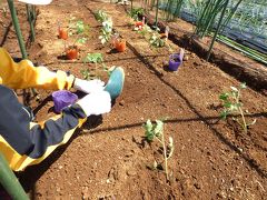 三島文教町の銀杏並木　竹沢園芸種苗　三島市佐野体験農園 夏野菜の植え付け