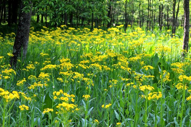 ☆福島の四季折々の花や自然を紹介している<br />◆福島・四季・彩々は回を重ねＰａｒｔ,６７になりました。<br /><br />国内旅行記の場合『福島・四季・彩々』と『単独タイトル』の旅行記がありますが深い意味や明確な区分けはなく、<br />写真が多く単独で旅行記になる場合は単独のタイトルに、<br />目的地や撮影場所がまちまちで全体に纏まりが付きにくい場合は『福島・四季・彩々』に、<br />またＰａｒｔ６７の表示だけでは季節感が無いのでサブタイトルとして季節の言葉を添えています。<br />今回は郡山市の湖南町の自然がメインですが他にも違う場所の山野草の写真があり、<br />単独タイトルでは無理があるので◆福島・四季・彩々・Ｐａｒｔ,６7・初夏の候としました。