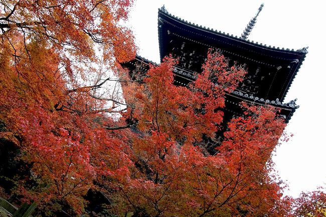 3連休、紅葉シーズン、秋の京都へ行ってきました。<br />急に、母が「一緒に京都行かない？」と。<br />京都に住む兄家族のところへ行きたいけど、<br />（要は孫に会いたい。）<br />一人じゃ心細いと、急遽一緒に行くことになりました。<br /><br />母は兄のうちに泊まるからいいけど、私とダンナはホテルを予約。<br />ですが、さすが三連休。<br />どこも満室。満室。満室。<br />やっと1室空きが出た～っ！て感じで出発となりました。