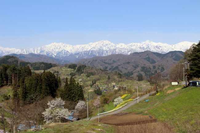 信州・小川村の、その桃源郷のような山里の春の風景は、<br />白馬にある野平の一本桜について情報収集していて、偶然ネットで見つけました。<br /><br />日本で最も美しい村を標榜していたので、なおさら興味を惹かれ、<br />地元の観光協会の情報を頼りに、開花情報をチェックして向かうことにしました。<br /><br />ちなみに、日本で最も美しい村って、誰が決めたの？と思ったのですが、<br />そういう連合体があって、それに加盟している、ということのようです。<br /><br />以下、日本の最も美しい村連合の紹介ページより。<br /><br />小川村は、長野県の北部、長野市と白馬村のほぼ中間に位置し、村内各所から雄大な北アルプス連峰を眺めることができ、<br />その景観は、「日本の里100選」、「信州の自然百選（景観選）」、「信州サンセットポイント百選」にも選ばれています。