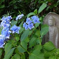 アジサイの季節の鎌倉・男の一人旅