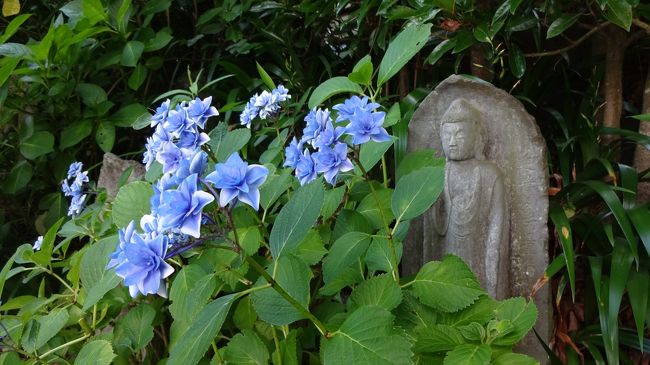 以前から気になりつつも訪れることのなかった古都・鎌倉。<br />ちょうど時期的にアジサイが見頃になりつつあるということで、このたび訪れてまいりました。<br /><br />【行程】<br /><br />・高徳院(鎌倉大仏)<br />↓<br />・長谷寺<br />↓<br />・稲村ケ崎<br />↓<br />・新江之島水族館<br />↓<br />・明月院<br />↓<br />・建長寺