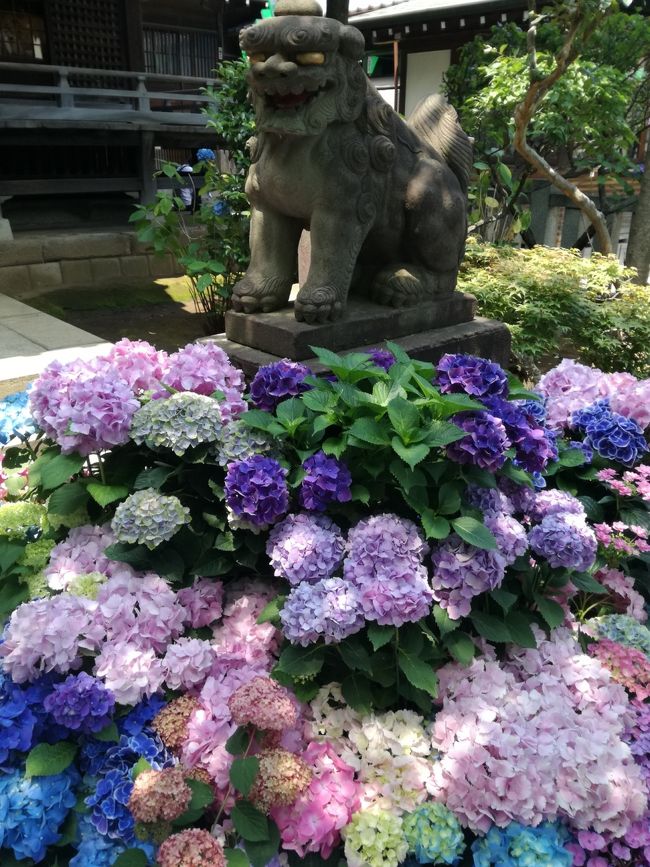 文京区 あじさいまつりに行ってきました。<br />白山神社と白山公園に咲くあじさいの数は、なんと約3000株！<br />今週が見頃だと思います。<br /><br />http://www.city.bunkyo.lg.jp/ajisai.html