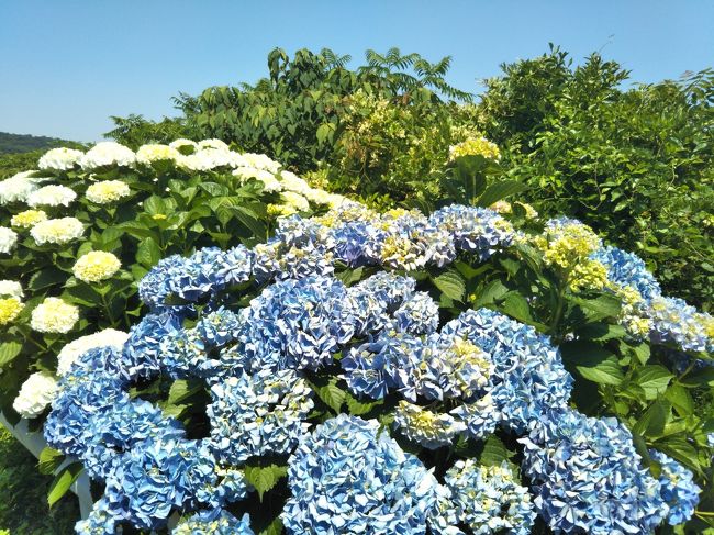 三河湾にそびえ立つ三ヶ根山では紫陽花の花で一色になっていました。<br /><br />幡豆、一色地域より三ヶ根山の頂きまでの側面には赤色、紫色、青色など色とりどりの紫陽花が咲き競っています。<br /><br />今日はグリーンホテル三ヶ根さんの天然風呂を楽しみに出掛けてきました。<br /><br />蒲郡観光協会へ ようこそ<br />http://www.gamagori.jp/menu/gamapon/<br /><br />日帰り入浴温泉・各表示料金より3割引有効冊子の『 がまポン 』は蒲郡観光協会と参加ホテルと旅館に置いて有ります。<br /><br />また、がまポンを開くと施設検索から各ホテルHPを開くことが出来て日帰り温泉等の詳細も確認が出来ます。<br /><br />尚、急ぎの方は『蒲郡観光協会』のアドレスを開き下記にPDFの印刷ページが有ります。<br /><br />2017年度版 がまポン ダウンロードはこちらから<br />http://www.gamagori.jp/menu/gamapon/2017.pdf