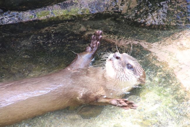 今回のアドベンチャーワールド再訪では、ペンギンやラッコが住むペンギン王国やホッキョクグマも暮らす海獣館にはほとんど行かなかった代わりに、ふれあい広場で過ごした時間が多めとなりました。<br />というのも、私が訪れた1日目の6月4日(金)にカバの歯みがきイベントがあったのと、2日目にコツメカワウソの食事タイムは逃さないようにしたためです。<br /><br />子カバを見て以来、カバが可愛いと思えてきた私。<br />カバの歯みがきイベントは1年に一回しかないので、せっかくなので見ておきたいと思いました。<br />平日のイベントだからか、参加者は招待された地元の幼稚園児がメインで、取材陣も多くとりまき、一般人が参加することは想定していなかったようで、外側から見学するしかなかったのは残念ですが、アドベンチャーワールドであまり見に行くことがなかったカバをじっくり見学するチャンスとなりました。<br /><br />カバの歯みがきイベントは朝10時からだったため、カバにとって昼寝(?)の時間帯らしく、眠そうにしていて、目はとろんとし、いったん大きく開けた口がだんだんと閉じかけていっては、飼育員さんに「起きて!」とぽんぽんされるとまた一生懸命口を開けるという様子が、目の前の幼稚園児を飲み込んでしまえそうなくらい巨体なのに、とても可愛らしく見えました。<br />おやつちょうだいの合図が舌を出すことらしく、それも可愛らしかったです。<br />ただ、私にとって初めてのイベントだったので何を見ていても面白かったのですが、取材陣は「去年と変わらない」とか「もっと歯みがきしているところが分かるようにして欲しい」とさんざん注文をつけていました(苦笑)。<br />しょうがないですね、宣伝も重要です@<br />アドベンチャーワールドのカメラ係が撮った写真とともに、その記事は公式サイトに掲載されていましたし、私はチェックできませんでしたが、たぶん地元のニュースとして報道されたろうと思います。<br />それに、取材陣が注文をつけたおかげで、群がる取材陣の後ろからでしたが、私のシャッターチャンスも増えました。<br /><br />コツメカワウソの可愛らしさもたまりません。<br />特にエサをねだるときに待ち切れない様子や、受け取るためにたっちするところ。<br /><br />コツメカワウソは頭が良いので、芸を仕込むことができます。アドペャーワールドでは、エサをあげる前に「待て」をしたり、くるくる回らせたりしていて、何度見ても可愛いです。<br />まあ、食べる前はチョー可愛くて、食べるときは、見ようによってはすごい顔をしているのですが、それは見慣れてしまいました@<br />なので、2日目には14時からのコツメカワウソの食事タイムを見逃さないようにしました。<br /><br />コツメカワウソたちにもちゃんと名前があるのですが、それが公表されていないのは残念です。<br />食事タイムに飼育員さんのトークがあるのは、最初の親子の食事時間です。<br />名前はどこかネットで見たのですが、なかなか覚えていられない私も悪いのでしょう。<br />飼育員さんが小さな声で呼びかけることがあるのですが、日本語なのにちゃんと聞き取れない私はあんまり耳がよくないですな。<br /><br />でも、父さんコツメ、母さんコツメ、子供コツメは顔つきがあきらかに違うので見分けがつくようになりました。<br />それにその3匹は行動でも見分けがつきやすくなりました。<br />エサをもらうときに一番辛抱できなくて、激しくねだるのは子供コツメで、「待て」と回転も上手にこなします。<br />よく子供にエサを奪われる(親は子に甘いので取られやすい)お母さんコツメは、子供にとられないように上を向いて食べるすべを覚えていました。<br />お父さんはどちらかというと落ち着いて食べています。以前は子供コツメがお父さんからエサを奪おうとし、親子の争いがあったのですが、今は、というか今回は、子供コツメはお父さんから奪うより、飼育員さんにねだった方が良いと判断するようになったようです。<br /><br />もう一組のコツメカワウソにエサをあげるときにはトークはいったん終了しましたが、どうせなので最後まで見学しました。<br />前々回に見学したときには、人工哺育のおじいちゃんと同居していて、おじいちゃんの分までエサを食べて太りすぎていた女の子は、次の訪問時に見学できたとき、ダイエットに成功し、一人暮らしでした。<br />その女の子は今回、若い男の子と同居していました。<br />繁殖できればいいけれど、様子見だそうです。<br />若い男の子は3才で成獣になったばかり。一方女の子は実はもういいおばさんのようで、かなりの年の差カップルでした。<br />飼育員さんいわく、男の子が女の子に叱られているところなどを見たことがあるそうです。<br />でも、一緒にエサをねだりに来たり、並んで水遊びしたり、男の子の方もマイペースでがんばっているようでした。<br />だいぶ暑かったので、食後に水に入って体を冷やしているところが見られましたが、くるくる仰向けになったりして、可愛らしかったです。飼育員さんいわく、なかなか見られる姿ではいので、ラッキーだそうです。<br />今回は最後まで見学していたおかげで、食後、コツメカワウソが歯みがきしているところも見ることができました。<br /><br />というわけでふれあい広場でのメインはカバとコツメカワウソで、他の子たちはそんなにじっくり見て回ったわけではないのですが、ふれあい広場編だけで旅行記をまとめることにしました。<br />ふれあい広場にも鳥類が多く、鳥インフルエンザ収束により戻って来た鳥たちで、前回見たよりもずっと賑わっていました。<br />動物園における鳥の存在感をまざまざと感じた今回の訪問でもありました。<br /><br /><通算8回目で初夏は初めての南紀白浜の旅行記(2017年6月1日(木)前泊~2017年6月3日(土)のシリーズ構成><br />□(1)新宿バスタから明光バスでの夜行バス往路&湯快リゾート千畳の温泉ホテル1泊&白浜グルメ1日目<br />□(2)楽しいショッピングと白浜みやげ&ホテルの朝食から白浜グルメ2日目&西武バスでの夜行バス帰路<br />□(3)レッサーパンダ特集&ジャイアントパンダーの大人編:見違えるほど可愛くなったレッサーパンダの仁くん&中国お婿お嫁入り前の海浜くん・陽浜ちゃん~優浜ちゃんには会えず<br />□(4)ジャイアントパンダ親子特集:子育て上手の子煩悩な良浜ママと冒険心旺盛な結浜ちゃん<br />■(5)ふれあい広場編:カバの歯磨きイベント&コツメカワウソも食後の歯磨きをする@<br />□(6)復活したペンギンパレードや鳥たちの展示&大きくなっても甘えん坊なアルパカ坊や&ホッキョクグマはちょぴり<br />□(7)マリンライブとアニマルアクションで新しいカメラEOS Kiss X9i の手応えあり(?)<br />□(8)初夏のウォーキングサファリは動物の赤ちゃんたちとの出会いがたくさん@~Hello!シマウマ・ゴールデンターキン・ヒマラヤタールの赤ちゃんたち<br /><br />アドベンチャーワールドの公式サイト<br />http://4travel.jp/travelogue/11104423<br /><br /><タイムメモ(全行程)><br />※この旅行記に関係ある時間帯に★印をつけました。<br /><br />【2017年6月1日(木)】<br />21:10 新宿バスタ発の明光バスに乗車<br /><br />【2017年6月2日(金)】<br />07:45頃 白浜バスセンター到着(定刻は07:56)<br />07:55-08:30 民宿アイスのレストランで朝食<br />08:45 白浜バスセンター発の路線バス101番に乗車(定刻通り/運賃470円)<br />09:10頃 アドベンチャーワールド前の停留所に到着<br />09:30 年パスでアドベンチャーワールド入園<br />09:30-09:35 屋内レッサーパンダ(ライラ・仁)<br />09:40-09:50 屋外レッサーパンダ(キララ)<br />09:50-10:00 パンダラブのジャイアントパンダ(桜浜・海浜・陽浜)<br />10:05-10:25 ふれあい広場のカバの歯みがきイベント(10:00から開始)★<br />10:30-11:25 ジャイアントパンダの良浜・結浜(途中まで屋外)<br />11:30-11:45 アニマルアクション(1回目)<br />11:45-12:10 写真チェック休憩<br />12:25:12:30 屋内レッサーパンダ(ライラ・仁)<br />12:30-12:40 屋外レッサーパンダ(ココロ)<br />12:40-12:45 アルパカ親子<br />12:45-12:50 パンダラブのジャイアントパンダ(桜浜・海浜・陽浜)<br />13:00-13:15 ペンギンパレード<br />13:15-13:25 パンダラブのジャイアントパンダ(桜浜・海浜・陽浜)<br />13:25-13:30 屋外レッサーパンダ(マルル)<br />13:35-13:55 パンダワッフル休憩<br />14:00-14:55 屋内レッサーパンダ(ライラ・仁)<br />15:00-15:20 マリンライブ<br />15:20-15:30 写真チェック休憩<br />15:30-15:35 ジャイアントパンダの永明<br />15:35-16:00 ジャイアントパンダの良浜・結浜(屋内/16:00収容)<br />16:05-16:20 センタードームで買い物<br />16:20-16:30 海獣館のホッキョクグマ(ゴーゴー・ライト)<br />16:30-16:35 パンダラブのジャイアントパンダ(屋外の桜浜のみ)<br />16:35-16:40 屋外レッサーパンダ(后)(16:40収容)<br />16:40-16:50 屋内レッサーパンダ(ライラ・仁)<br />16:50-17:00 エントランスドームで買い物<br />17:00頃 アドベンチャーワールドを出る<br />17:20 アドベンチャーワールド発の最終102番バスに乗車<br />17:30頃 千畳敷の停留所に到着(定刻通り/運賃340円)<br />17:35頃 ホテル湯快リゾート千畳にチェックイン<br />19:00-20:30 夕食バイキング(二部制で19:00からの第二部)<br /><br />【2017年6月3日(土)】<br />06:45 起床<br />07:20-7:55 朝食バイキング(二部制で7時からの第一部)<br />08:35頃 チェックアウト<br />08:53 千畳口バス停発の路線101番に乗車(定刻通り/運賃340円)<br />09:10頃 アドベンチャーワールドの停留所に到着<br />09:30 年パスでアドベンチャーワールド入園<br />09:30-09:35 屋内レッサーパンダ(ライラ・仁)<br />09:35-09:45 屋外レッサーパンダ(シンシン)<br />(この日のパンダラブは混雑していたので近寄らず)<br />09:50-10:00 ジャイアントパンダの良浜・結浜(屋外)<br />10:00-10:05 ジャイアントパンダの桃浜(屋外)・永明(屋内)<br />10:05-10:25 ジャイアントパンダの良浜・結浜(屋外)<br />10:30-11:20 屋内レッサーパンダ(ライラ・仁)<br />11:20-11:25 屋外レッサーパンダ(キララ)<br />11:30-11:45 アニマルアクション(2回目)<br />11:50-12:50 屋外レッサーパンダ(キララ・ココロ)<br />12:55-13:25 センタードームで梅真鯛炙り丼ランチ休憩<br />13:30-13:40 ペンギンパレード<br />13:40-13:50 屋外レッサーパンダ(ココロ)<br />13:55-14:25 コツメカワウソ(14:00~食事タイム)★<br />14:25-14:35 休憩<br />14:35-14:45 ふれあい広場★<br />15:00-15:30 屋外レッサーパンダ(マルル)<br />(毛づくろいが終わるのを20分待つ)<br />15:40-16:45 ウォーキングサファリ<br />16:45-16:50 エントランスドームのオニオオハシ<br />16:55-17:00 屋内レッサーパンダ(ライラ・仁)<br />17:00 アドベンチャーワールドを出る<br />17:20 アドベンチャーワールド発の最終102番バスに乗車<br />(実際に乗車したのは臨時便の方)<br />17:40頃 白浜バスセンター停留所に到着(定刻通り/運賃470円)<br />17:55-18:30 白良浜バス停まで戻ってレストラン「マルキヨ」で夕食<br />19:30 白浜バスセンター発の西武バスに乗車(定刻通り)<br /><br />【2017年6月4日(日)】<br />(海浜くん・陽浜ちゃん・優浜ちゃんお別れ会があった日)<br />06:40頃 池袋東口(西武池袋駅近く)に到着(定刻は06:49)<br />08:20頃 帰宅<br /><br />※これまでの動物旅行記の目次を作成済。随時更新中。<br />「動物/動物園と水族館の旅行記~レッサーパンダ大好き~ 目次」<br />http://4travel.jp/travelogue/10744070<br />