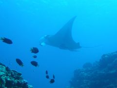 マンタリベンジ石垣