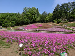 秩父で芝桜(2017年5月)