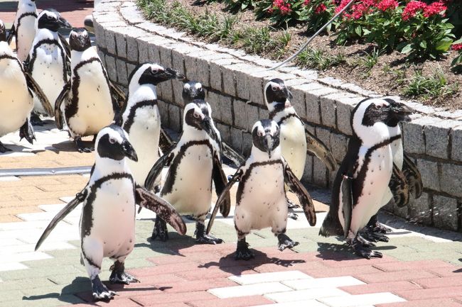 動物園に鳥が戻って来ました!<br />鳥インフルエンザ収束を受けて、展示やイベントを控えていた各地の動物園に鳥が戻って来たのはしばらく前からの話ですが、前回アドベンチャーワールドを訪れたのは、まだその鳥インフルエンザ対策のために自粛中の今年2017年1月末でした。<br />ペンギンパレードは本来、冬こそハイシーズン。<br />アドベンチャーワールドではケープペンギンたちは1年中頑張っていますが、冬になるとキングペンギンが登場したり、多いときには4種類のペンギンパレードが行われたものだったのに、今シーズンの冬はそれが一切なくなってしまって残念でした。<br />せめてお散歩という形で見学者と対面できる形のイベントとして残してくれたのはありがたかったとはいえ。<br />なので今回の再訪では、ペンギンパレードを楽しみにしていました!<br /><br />というわけで、今回も平日の金曜日と土曜日の2日訪れて、ペンギンパレードはどちらも見学しました。<br />ウィークデイとウィークエンドでバージョンが違うこともあるのですが、今回は特に違っていなかったようです。<br />ただ、この時期の金曜日は、いろんなイベントにぎりぎりに駆けつけても、場所を確保できると油断してしまったので、金曜日はペンギンたちがペンギン王国の建物からやってくるところからは見られませんでした。<br />土曜日は最初から見学することができました。<br />何度も見るチャンスがあったペンギンパレードですが、ペンギンたちのよちよち歩きはほんとに可愛らしかったです。<br />この冬は見ることができなかったのでなおさら。<br /><br />エントランスドームの人工池のペンギンたちや、軽食喫茶の前のハリスホークとメンフクロウの展示も復活しました。<br />それらは写真を撮りました。<br />ふれあい広場のフラミンゴやパンダ花壇のコンゴウインコたちの写真は撮らなかったですが、鳥たちのおかげであたりの華やかさが増して、なんだか嬉しくなりました。<br /><br />去年2016年11月30日に生まれたアルパカ坊やは、ファミリー広場でまだお母さんと同居していました。<br />もうすっかりお母さんと変わらない大きさになっていましたが、まだ顔が童顔だったのがちょっとおかしかったです。<br />しかも、まだお乳を飲んでいました。途中でママに拒否されていましたけど。<br /><br />今回はペンギン王国と海獣館に足を運ぶ時間がほとんどありませんでした。<br />ペンギン王国のラッコの食事タイムはチェックしていましたが、出向くことができませんでした。<br />海獣館のホッキョクグマのおやつタイムは、以前しっかり見学できたときがあったので、今回はまあいいやと思い、ゴーゴーくんとライトくんの写真をちょっとだけ撮りに行きましたが、ガラス面のためにピントが非常に甘い写真になってしまいました。<br /><br />最強トリプル赤ちゃんのうちのエンペラーペンギンを見に行き損ねましたが、おそらくいまはもう大人と同じ姿に成長し、他の仲間と同居しているに違いありません。<br />それで見分けがつかないだろうと思って、今回は見に行くのを割愛してしまいました。<br />でも、もう8度目の再訪ですし、またぜひ再訪したいと思っているアドベンチャーワールドなので、特定の目的の子に時間をかける一方で、割愛せざるを得ない子やエリアが出て来てしまうのは仕方がないと割り切っています。<br /><br /><通算8回目で初夏は初めての南紀白浜の旅行記(2017年6月1日(木)前泊~2017年6月3日(土)のシリーズ構成><br />□(1)新宿バスタから明光バスでの夜行バス往路&湯快リゾート千畳の温泉ホテル1泊&白浜グルメ1日目<br />□(2)楽しいショッピングと白浜みやげ&ホテルの朝食から白浜グルメ2日目&西武バスでの夜行バス帰路<br />□(3)レッサーパンダ特集&ジャイアントパンダーの大人編:見違えるほど可愛くなったレッサーパンダの仁くん&中国お婿お嫁入り前の海浜くん・陽浜ちゃん~優浜ちゃんには会えず<br />□(4)ジャイアントパンダ親子特集:子育て上手の子煩悩な良浜ママと冒険心旺盛な結浜ちゃん<br />□(5)ふれあい広場編:カバの歯磨きイベント&コツメカワウソも食後の歯磨きをする@<br />■(6)復活したペンギンパレードや鳥たちの展示&大きくなっても甘えん坊なアルパカ坊や&ホッキョクグマはちょぴり<br />□(7)マリンライブとアニマルアクションで新しいカメラEOS Kiss X9i の手応えあり(?)<br />□(8)初夏のウォーキングサファリは動物の赤ちゃんたちとの出会いがたくさん@~Hello!シマウマ・ゴールデンターキン・ヒマラヤタールの赤ちゃんたち<br /><br />アドベンチャーワールドの公式サイト<br />http://4travel.jp/travelogue/11104423<br /><br /><タイムメモ(全行程)><br />※この旅行記に関係ある時間帯に★印をつけました。<br /><br />【2017年6月1日(木)】<br />21:10 新宿バスタ発の明光バスに乗車<br /><br />【2017年6月2日(金)】<br />07:45頃 白浜バスセンター到着(定刻は07:56)<br />07:55-08:30 民宿アイスのレストランで朝食<br />08:45 白浜バスセンター発の路線バス101番に乗車(定刻通り/運賃470円)<br />09:10頃 アドベンチャーワールド前の停留所に到着<br />09:30 年パスでアドベンチャーワールド入園<br />09:30-09:35 屋内レッサーパンダ(ライラ・仁)<br />09:40-09:50 屋外レッサーパンダ(キララ)<br />09:50-10:00 パンダラブのジャイアントパンダ(桜浜・海浜・陽浜)<br />10:05-10:25 ふれあい広場のカバの歯みがきイベント(10:00から開始)<br />10:30-11:25 ジャイアントパンダの良浜・結浜(途中まで屋外)<br />11:30-11:45 アニマルアクション(1回目)<br />11:45-12:10 写真チェック休憩<br />12:25:12:30 屋内レッサーパンダ(ライラ・仁)<br />12:30-12:40 屋外レッサーパンダ(ココロ)<br />12:40-12:45 アルパカ親子★<br />12:45-12:50 パンダラブのジャイアントパンダ(桜浜・海浜・陽浜)<br />13:00-13:15 ペンギンパレード★<br />13:15-13:25 パンダラブのジャイアントパンダ(桜浜・海浜・陽浜)<br />13:25-13:30 屋外レッサーパンダ(マルル)<br />13:35-13:55 パンダワッフル休憩<br />14:00-14:55 屋内レッサーパンダ(ライラ・仁)<br />15:00-15:20 マリンライブ<br />15:20-15:30 写真チェック休憩<br />15:30-15:35 ジャイアントパンダの永明<br />15:35-16:00 ジャイアントパンダの良浜・結浜(屋内/16:00収容)★<br />16:05-16:20 センタードームで買い物<br />16:20-16:30 海獣館のホッキョクグマ(ゴーゴー・ライト)★<br />16:30-16:35 パンダラブのジャイアントパンダ(屋外の桜浜のみ)<br />16:35-16:40 屋外レッサーパンダ(后)(16:40収容)<br />16:40-16:50 屋内レッサーパンダ(ライラ・仁)<br />16:50-17:00 エントランスドームで買い物<br />17:00頃 アドベンチャーワールドを出る<br />17:20 アドベンチャーワールド発の最終102番バスに乗車<br />17:30頃 千畳敷の停留所に到着(定刻通り/運賃340円)<br />17:35頃 ホテル湯快リゾート千畳にチェックイン<br />19:00-20:30 夕食バイキング(二部制で19:00からの第二部)<br /><br />【2017年6月3日(土)】<br />06:45 起床<br />07:20-7:55 朝食バイキング(二部制で7時からの第一部)<br />08:35頃 チェックアウト<br />08:53 千畳口バス停発の路線101番に乗車(定刻通り/運賃340円)<br />09:10頃 アドベンチャーワールドの停留所に到着<br />09:30 年パスでアドベンチャーワールド入園<br />09:30-09:35 屋内レッサーパンダ(ライラ・仁)<br />09:35-09:45 屋外レッサーパンダ(シンシン)<br />(この日のパンダラブは混雑していたので近寄らず)<br />09:50-10:00 ジャイアントパンダの良浜・結浜(屋外)<br />10:00-10:05 ジャイアントパンダの桃浜(屋外)・永明(屋内)<br />10:05-10:25 ジャイアントパンダの良浜・結浜(屋外)<br />10:30-11:20 屋内レッサーパンダ(ライラ・仁)<br />11:20-11:25 屋外レッサーパンダ(キララ)<br />11:30-11:45 アニマルアクション(2回目)<br />11:50-12:50 屋外レッサーパンダ(キララ・ココロ)<br />12:55-13:25 センタードームで梅真鯛炙り丼ランチ休憩<br />13:30-13:40 ペンギンパレード★<br />13:40-13:50 屋外レッサーパンダ(ココロ)<br />13:55-14:25 コツメカワウソ(14:00~食事タイム)<br />14:25-14:35 休憩<br />14:35-14:45 ふれあい広場<br />15:00-15:30 屋外レッサーパンダ(マルル)<br />(毛づくろいが終わるのを20分待つ)<br />15:40-16:45 ウォーキングサファリ<br />16:45-16:50 エントランスドームのオニオオハシ★<br />16:55-17:00 屋内レッサーパンダ(ライラ・仁)<br />17:00 アドベンチャーワールドを出る<br />17:20 アドベンチャーワールド発の最終102番バスに乗車<br />(実際に乗車したのは臨時便の方)<br />17:40頃 白浜バスセンター停留所に到着(定刻通り/運賃470円)<br />17:55-18:30 白良浜バス停まで戻ってレストラン「マルキヨ」で夕食<br />19:30 白浜バスセンター発の西武バスに乗車(定刻通り)<br /><br />【2017年6月4日(日)】<br />(海浜くん・陽浜ちゃん・優浜ちゃんお別れ会があった日)<br />06:40頃 池袋東口(西武池袋駅近く)に到着(定刻は06:49)<br />08:20頃 帰宅<br /><br />※これまでの動物旅行記の目次を作成済。随時更新中。<br />「動物/動物園と水族館の旅行記~レッサーパンダ大好き~ 目次」<br />http://4travel.jp/travelogue/10744070<br />