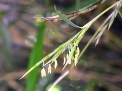 横浜・三溪園で８９年ぶりの竹の花、笹の花　花菖蒲、アジサイも