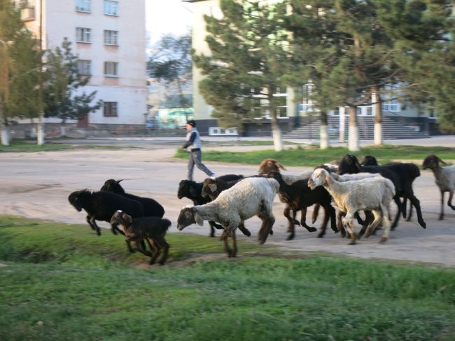 　ウズベキスタン出国を出国してからカザフスタン～キルギスを経由して、カザフスタンのアルマトイから出国する迄の行き当たりばったりの気ままな旅。<br />　5/5日にカラコルを散策して、6日にイシククル湖湖畔のチョルポンアタへ移動しました。カラコルは自然がいっぱいのところでした。<br />　写真は早朝街中で見かけた羊追いの様子。<br /><br />　＜旅程＞<br />　5/3：(ウズベキスタン)-カザフスタン入国-(乗合タクシー)→シムケント-(夜行バス)(車内泊)<br />　5/4：-カザフスタン出国/キルギス入国→ビシュケク-(ミニバス)→カラコル(泊)<br />★5/5：カラコル-(ミニバス)→チョルポンアタ(泊)<br />☆5/6：チョルポンアタ-(ミニバス)→ビシュケク(2泊)<br />　5/8：ビシュケク-(バス)-キルギス出国/カザフスタン入国→アルマトイ(泊)<br />　5/9：アルマトイ-(飛行機)-(機内泊)<br />　5/10：→仁川-(バス)→金浦-(飛行機)→羽田-(飛行機)→富山　