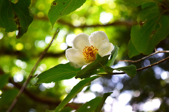 紫陽花と沙羅双樹を見に、大原へ行ってきました。