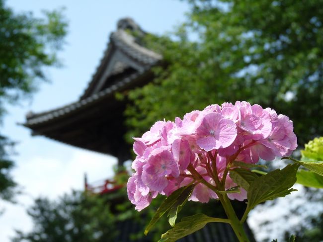 梅雨入りしたのに晴れていて、６月の半ばなのでアジサイの開花も進んでいると思ったので、熊谷市のアジサイ寺「能護寺」へ行ってきました。<br />街中で見かけるアジサイは、綺麗に咲いているものが多くなっていますが、能護寺のアジサイは、開花が遅れているようです。全体的には４割くらいの開花率で、満開は１週間くらい後ではないかと感じました。<br />それでも綺麗な若い花が多いので、十分に楽しめました。