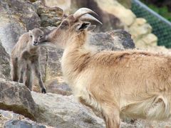 Ｗパンダの赤ちゃんの成長ぶりが見たくて初夏の南紀白浜アドベンチャーワールド再訪（８）初夏のウォーキングサファリは動物の赤ちゃんたちとの出会いがたくさん@～Hello！シマウマ・ゴールデンターキン・ヒマラヤタールの赤ちゃんたち