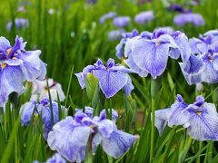 東京・北山公園の花菖蒲は見頃でした！