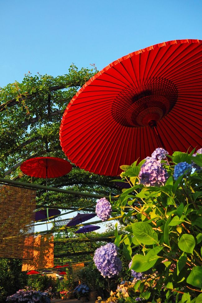 毎年バラの時期に訪れる横浜イングリッシュガーデン（YEG）。この春は花の祭典<br />ガーデンネックレス横浜の開催で街中花で溢れていたのでここへ行くまでもなく<br />楽しめてしまった。バラで有名なＹＥＧですが実はあじさいも首都圏随一、約300種<br />もあると言う。行く予定にはなかったけれど母が割引クーポンを見つけとっておいて<br />くれたのでそれなら行ってみようかな～<br /><br />のんびりと午後から出かけ一歩足を踏み入れると想像以上にいいじゃない♪<br />カメラ、カメラ♪<br /><br />あれ？え、ウソっ…！！カバンの中にレンズがない・・・|||дﾟ)<br /><br /><br /><br /><br />■横浜イングリッシュガーデン　公式ＨＰ<br />http://www.y-eg.jp/