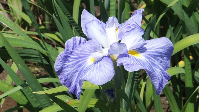 ６月の花といえば、アジサイかしょうぶやアヤメ。<br />しょうぶは潮来方面の水郷地区が有名ですが、ちと遠い。<br /><br />どっかに無いかと探していたら「横須賀しょうぶ園」の案内が京急線内に吊り広告であったような・・・。<br />そこで、この土曜日、早速出かけてみました。<br />ついでに近くの「衣笠山公園」にも行ってきました！