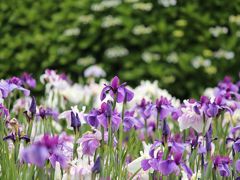水郷の花菖蒲と紫陽花