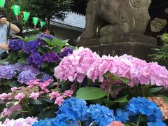 第33回文京あじさい祭りで白山神社に行ってきました。