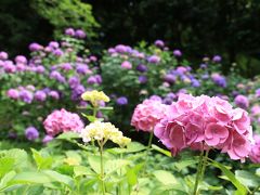 旅するイルカ♪　和歌山県　緑花センター　　あじさい撮影へ