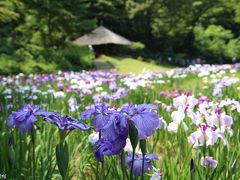 明治神宮御苑の花菖蒲 2017