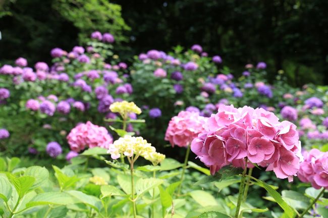 そろそろ紫陽花が見頃だろうっと思いまして<br />ちょっと行って来ました<br />うん　紫陽花はジャスト見頃でした<br />そんなに入園者もおらず自由に撮影できました<br />