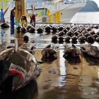 紀伊勝浦でまぐろを食す　紀州旅行記　その1