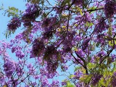 Spain32　セビリア　公園/街路にジャカランダ咲いて　☆タパス昼食・コロンブスの記念碑