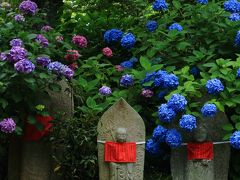 奈良　紫陽花めぐり～矢田寺、般若寺