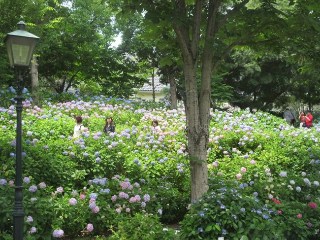 好天気に恵まれた6月17日、ハウステンボス園内で開催中の『あじさい花祭り』を観てきましたので<br />ご紹介します。<br /><br />パレス　ハウステンボスの参道右側には沢山の品種、苗鉢が展示・販売されていました<br />参道右側は地植えの「あじさい花」が一面に咲き誇って綺麗でした。