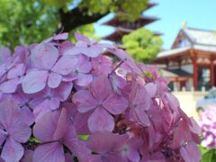 初夏・大阪 散歩【四天王寺】