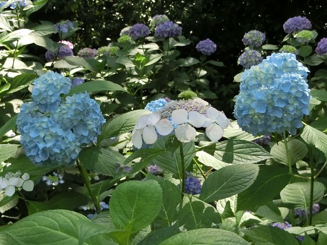 「万博記念公園・花ごよみ」によると、アジサイが咲く時期は６月中旬から７月上旬になっています。<br /><br />「花ごよみ」を参考に、大阪万博記念公園・自然文化園内の「あじさいの森」に行って来ました。<br /><br />天気予報は「晴れ・降雨確率１０％」、花見物をするためには、絶好の天気でした。<br /><br />オッチャンは「アジサイ」に対する知識はありませんので、「万博記念公園だより（６月号）」・「あじさいの森・アジサイ品種紹介」・「インターネット」等を参考にして、ちょっとだけ勉強しました。<br /><br />また、品種名は「あじさいの森」にあった「立て看板」・「品種名平面図」を参考にして説明文を記入しました。<br />「立て看板」が無かったところは、オッチャンの独断で品種名を記入しているところもあります。<br />ミステイクがありましたらお許しください。<br /><br />そのような「旅行記」ですが、よろしければ、一見していただければ有難く思います。<br /><br /><br />【アジサイの豆知識】<br /><br />学名：Hydrangea　macrophylla<br />和名：アジサイ・ガクアジサイ<br />品種：ガクアジサイ（額咲き）・アジサイ（手まり咲き）・セイヨウアジサイ・ヤマアジサイその他<br /><br />原種は日本に自生する「ガクアジサイ」です。<br />白色・青色・水色・青紫色・ピンク色・赤紫色・赤色等の萼（ガク）が大きく発達した装飾花をもっています。<br />「ガクアジサイ」では、萼（ガク）が花序の周辺部を縁取るように並び、園芸では「額咲き」と呼ばれています。「ガクアジサイ」から変化した、花序が球形ですべて装飾花となった「アジサイ」は「手まり咲き」と呼ばれています。<br />原産地は日本ですが、ヨーロッパで品種改良されたものは「セイヨウアジサイ」と呼ばれています。<br />アジサイは花の色がよく変わることから「七変化」「八仙花」とも呼ばれています。<br /><br />