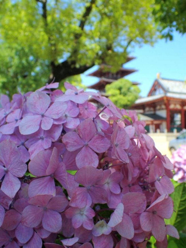 午前中、京都 南禅寺へ。<br />お昼すぎに大阪に戻り、<br />四天王寺とあべのハルカスへ。