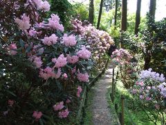 しっとりと春爛漫の奈良へ　～追憶～