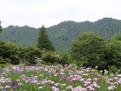 小鹿野町　両神花菖蒲園　　山あいの小さな菖蒲田と寺坂棚田