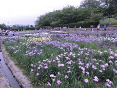 馬見丘陵公園の菖蒲まつり