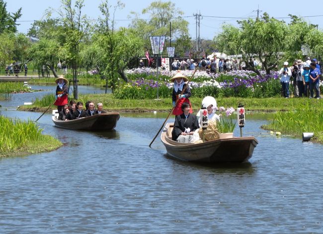 2017年4月水郷佐原水生植物園が「水郷佐原あやめパーク」と名前を変えてリニューアルオープンしました。「ハス回廊」や「スイレン池」等を拡張再整備、子供が楽しめる「森の遊び場」と「ドックラン」の新設、サッパ舟での「園内舟めぐり」の10月までの運航延長など、一段と充実した施設となりました。また「水の郷さわら」や「佐原の街並み」の散策、「香取神宮」へのお詣りなどもお薦めです。<br /><br />2017年の「あやめ祭り」は、6/3(土)~6/25(日)の期間実施され、江戸・肥後・伊勢系など約400品種150万本のハナショウブが咲き乱れ、「嫁入り舟の運行」や「佐原囃子の演奏」など、様々なイベントが実施されています。この期間の開園時間は;8:00~18:00で、入園料は;大人800円(シルバー700円)・小中学生400円、駐車場は無料(乗用車500台・大型バス30台)です。<br /><br />訪れた6月17日(土)は、ちょっと風がありましたが快晴の天気、「嫁入り舟の運航」が10時30分からあります。「水郷佐原あやめパーク」に早めの8時30分に到着し、園内を散策、嫁入り舟の運航と結の島での結婚式を見学しました。午後「水の郷さわら」に移動し、道の駅と水の駅を見学、特産品直売所で野菜類とメスのワタリガニを購入、施設周辺を散策後帰宅の途につきました。<br /><br />